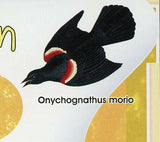 Alexander Wilson Stamp Birds Athene Noctua Owl Onychognathus Morio S/S MNH