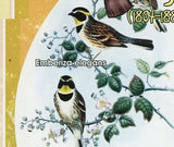 John Gould Stamp Bird Emberiza Elegans Aquila Chrysaetos Eagle Argusianus Argus