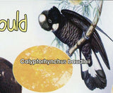 John Gould Stamp Bird Emberiza Elegans Aquila Chrysaetos Eagle Argusianus Argus