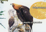John Gould Stamp Bird Emberiza Elegans Aquila Chrysaetos Eagle Argusianus Argus