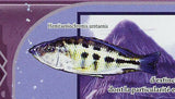 Fish Stamp Brachy Synodontis Batensoda Hemitaeniochromis Urotaenia S/S MNH