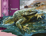 Frogs Stamp Conraua Goliath Phrynomantis Microps Reptile Amphibian S/S MNH #6389