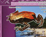 Frogs Stamp Conraua Goliath Phrynomantis Microps Reptile Amphibian S/S MNH #6389