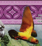 Parrots Stamp Bird Psittacus Erithacus Poicephalus Senegalus S/S MNH #6438