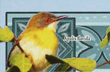 Birds Stamp Amadina Fasciata Lagonosticta Senegala Aquila Ayresii S/S MNH #6418