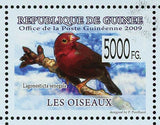 Birds Stamp Amadina Fasciata Lagonosticta Senegala Aquila Ayresii S/S MNH #6418