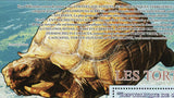 Turtles Stamp Chelonia Mydas Pelomedusa Subrufa S/S MNH #6415 / Bl.1663