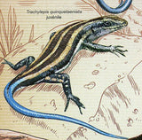 Snakes Lizards Stamps Trachylepis Quinquetaeniata Juvenile S/S MNH #1533/Bl.193