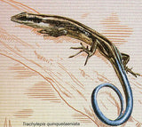 Snakes Lizards Stamps Trachylepis Quinquetaeniata Juvenile S/S MNH #1533/Bl.193