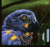 Bird Stamp Parrot Psittacus Erithacus Erithacus African Fauna S/S MNH #9187