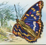 Scouts and Butterflies Stamp Scoutism Hebomoia Leuccipe Powell S/S MNH #3157