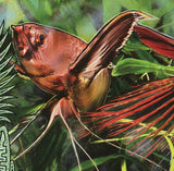 Freshwater Fish Stamp Pantodon Buchholzi Marine Fauna S/S MNH #3631 / Bl.941