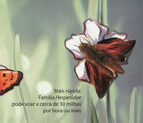 Butterflies Stamp Ornithoptera Alexandrae Lycaena Phlaeas S/S MNH #4830-4831