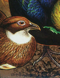 Birds Stamp Couroucou Oranga Souvenir Sheet MNH