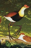 Birds Stamp Couroucou Oranga Souvenir Sheet MNH
