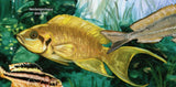 Fish Stamp Neolamprologus Brichardi Melanochromis Auratus S/S MNH #3006 / Bl.623