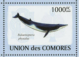 Whales Stamp Eubalaena Australis Balaenoptera Musculus S/S MNH #2121-2126