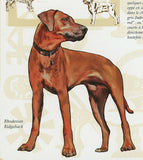 Dogs Stamp Rhodesian Ridgeback Pet Domestic Animal S/S MNH #2141 / Bl.477