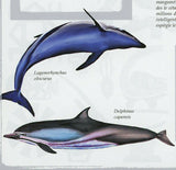 Dolphins Stamp Delphinus Capensis Lagenorhynchus Obscurus S/S MNH #2204 / Bl.486