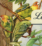 Parrots Stamp Eclectus Roratus Birds S/S MNH #881