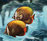 Fish Stamp Chaetodon Collare Pomacanthus Imperator S/S MNH #4912 / Bl.647