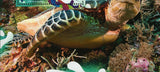 Turtles Stamp Chelonia Mydas Marine Fauna Souvenir Sheet MNH #5419 / Bl.746