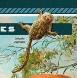 Monkeys Stamp Pithecia Saguinas Ursula Cebuella Pygmaea S/S MNH #4621 / Bl.628