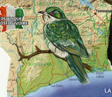 Cuckoos Stamp Birds Chrysococcyx Klaas S/S MNH #1546