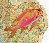 Fishes Stamp Antigonia Capros Marine Fauna S/S MNH #1509