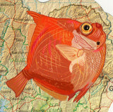 Fishes Stamp Antigonia Capros Marine Fauna S/S MNH #1511