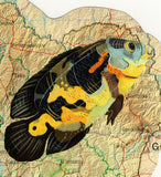 Fishes Stamp Antigonia Capros Marine Fauna S/S MNH #1512