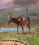 Bovid Species Stamp Western Africa Gazella Dorcas S/S MNH #4830 / Bl.784