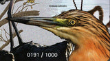 Birds of St. Tome Stamp Dendrocygna Bicolor Ardea Cinerea S/S MNH #6414 / Bl.113