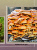 Mushrooms Stamps Boletus Queletii Pleurotus Ostreatus S/S MNH #10666 / Bl.2428