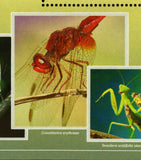 Insects Stamp Aglais Io Kallima Inachus S/S MNH #10672-10675