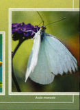 Insects Stamp Aglais Io Kallima Inachus S/S MNH #10672-10675