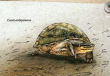 Turtles Stamp Chelonia Mydas Cuora Amboinensis S/S MNH #6594 / Bl.1540