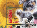 Dogs Stamp Pet Bearded Collie Border Collie Shetland  Welsh Sheepdog S/S MH