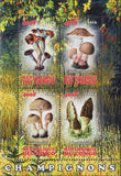 Congo Mushrooms Nature Souvenir Sheet  of 4 M NH