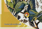 John James Audubon Stamp Bird Conuropsis Carolinensis S/S MNH #4881 / Bl.1275