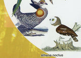 Alexander Wilson Stamp Birds Athene Noctua Owl Onychognathus Morio S/S MNH
