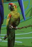 Parrots Stamp Bird John James Audubon Ara Severa Ara Rubrogenys  S/S MNH