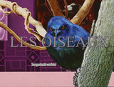 Birds Stamp Lagonosticta Senegala Lamprotornis Caudatus Coracias Abyssinica S/S