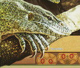 Lizards Stamp Agama Agama Varanus Exanthematicus Varanus Niloticus S/S MNH #6416