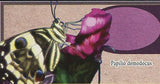 Butterflies Stamp Acheronita Atropos Charaxes Pollux Papilio Dardanus S/S MNH