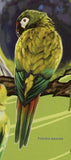 Parrots Stamp Bird Spencer Fullerton Baird Nandayus Nenday S/S MNH #5547