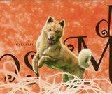 Dogs Stamp Alaskan Malamute Berger De Brie Hokkaido S/S MNH #8912-8914