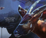 Bongo Stamp Wild Animals Stamp Tragelaphus Eurycerus African Fauna S/S MNH #9197