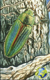 Insects Stamp Buprestis Splendens Enallagma Deserti Latania Loddigesii S/S MNH