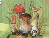 Mushrooms Stamp Pholiota Squarrosa Boletus Edulis S/S MNH #4628 / Bl.752